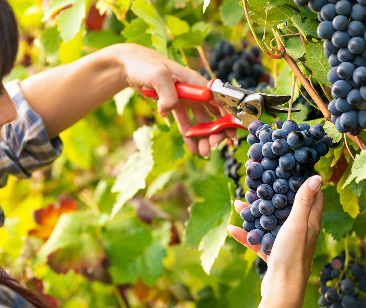 cueillir des raisins Primeur - Primeur des minimes à Toulouse