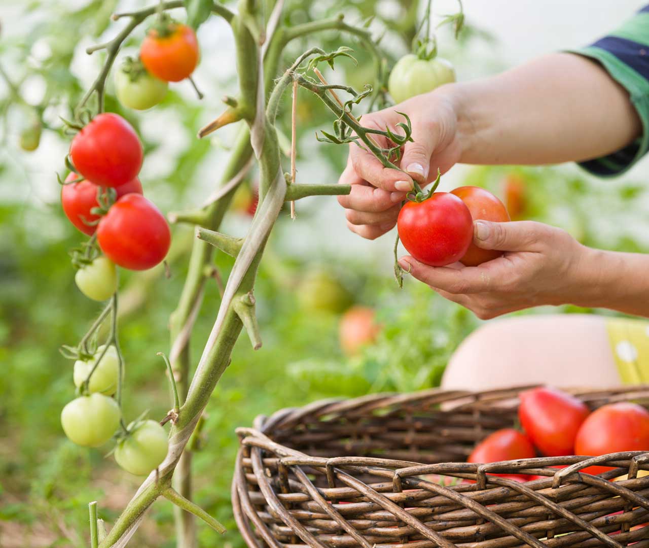 cueillir des tomates Tomate